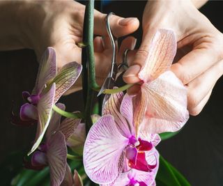 Pruning wilting orchid flowers