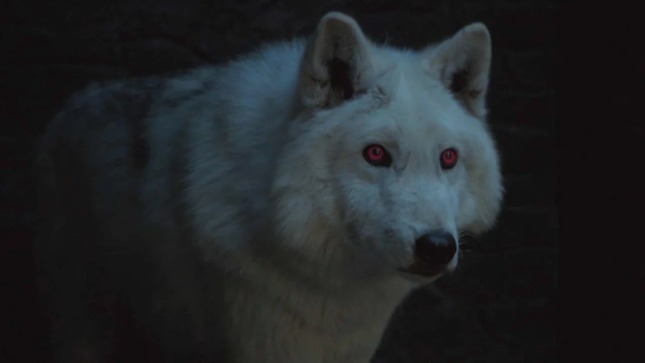 Fans Are All About Jon Snow S Direwolf Ghost Finally Returning In