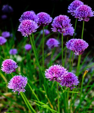 chives in bloom with well spaced plantings in summer garden