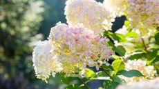 white and pink paniculata hydrangeas in bloom