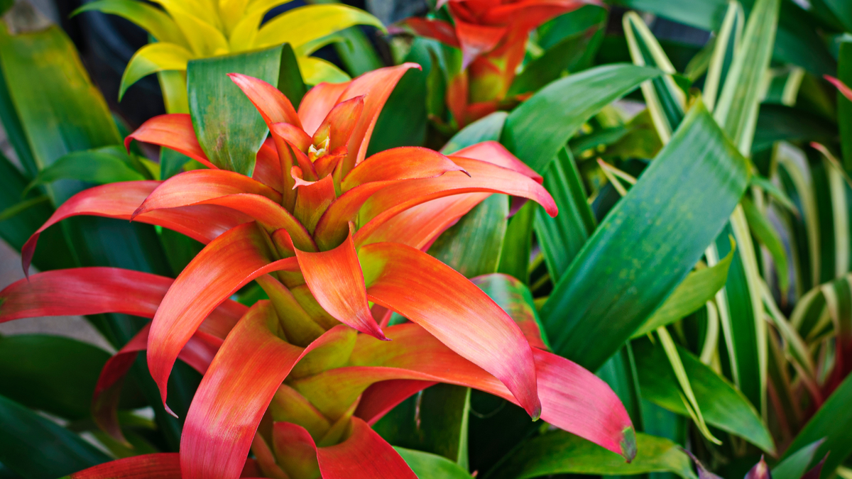 Put This Flowering Houseplant Beside Your Bananas to Encourage a Second Flush of Blooms