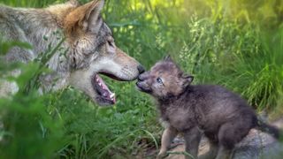 Touching scene of Gray Wolf mother with newborn pup