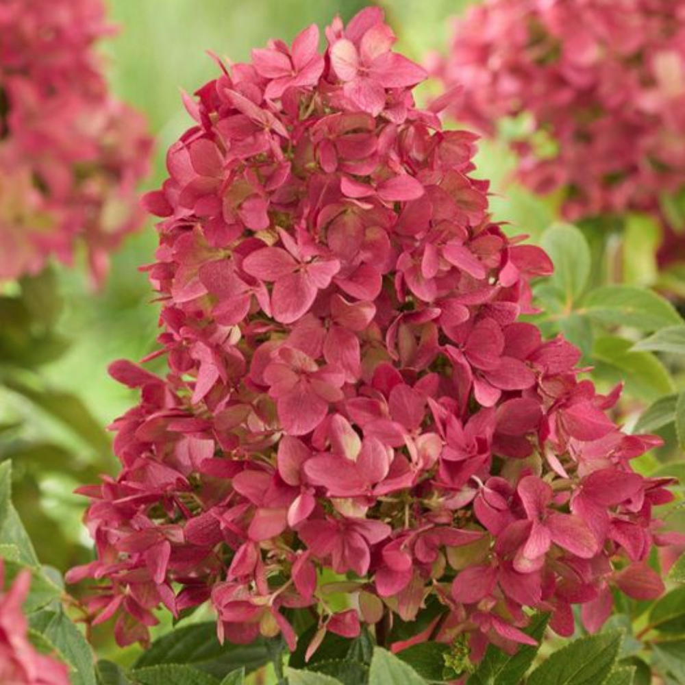 Hydrangea paniculata &amp;lsquo;Groundbreaker Ruby