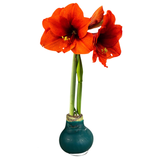 Waxed Amaryllis Bulb - Green 