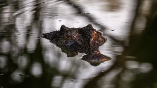 A crocodile pokes the top of its head out of murky water but remains relatively camouflaged