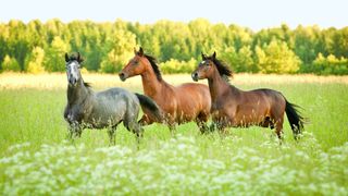 Three horses in lush paddock