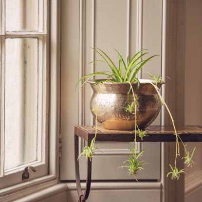 spider plant in brass pot on table crocus