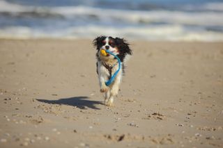 Cavalier King Charles Spaniel, male, 9 months, tricolour, Texel, Netherlands|Cavalier King Charles Spaniel, Jungruede, tricolour, 9 Monate, Texel, Niederlande