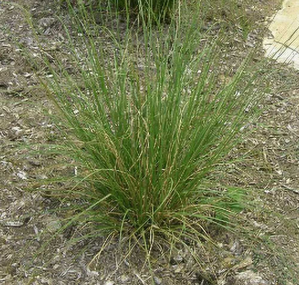 Pennsylvanian sedge