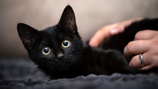 Black kitten