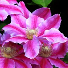 Bright pink clematis flowers