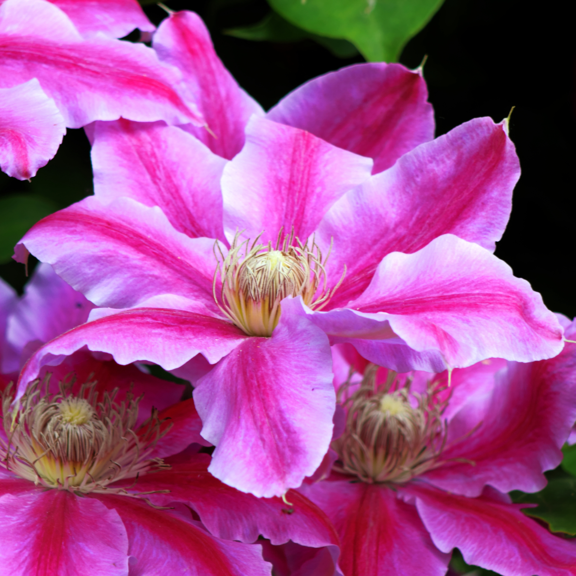 Bright pink clematis flowers