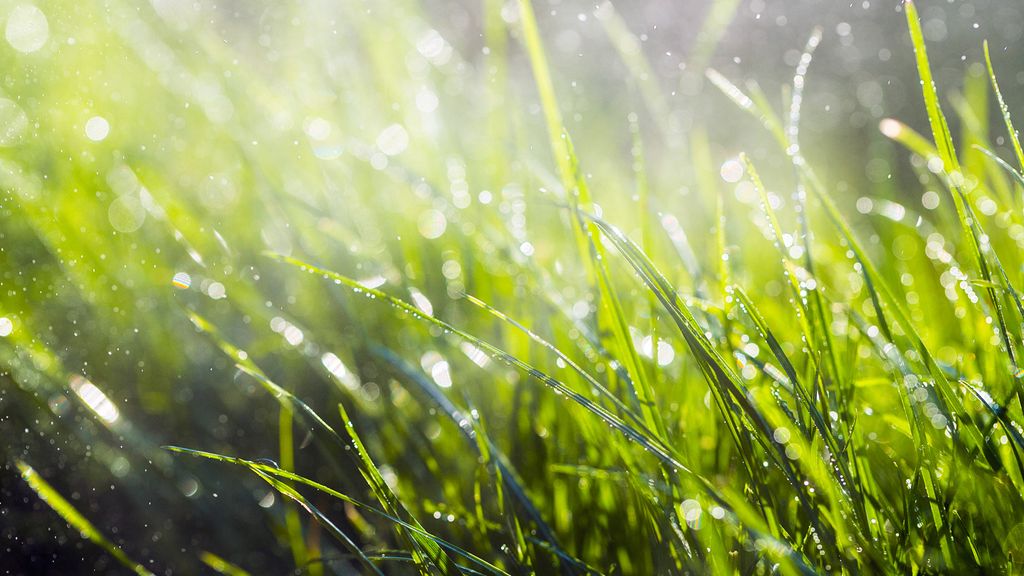 How to fix patchy grass Top Ten Reviews