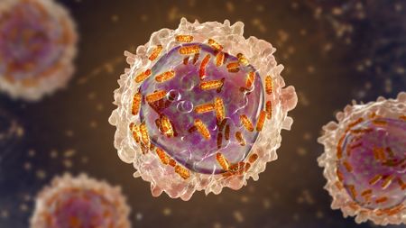 white, pink and orange illustrations of leukemia in white blood cell