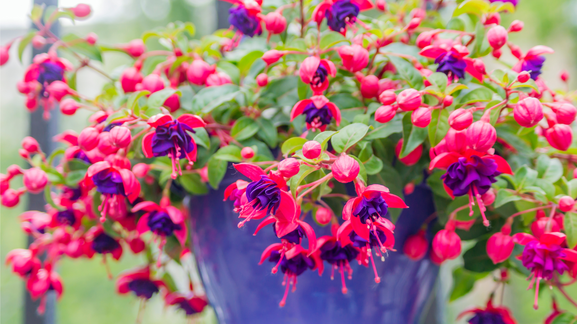 fuchsia blooming in a hanging basket