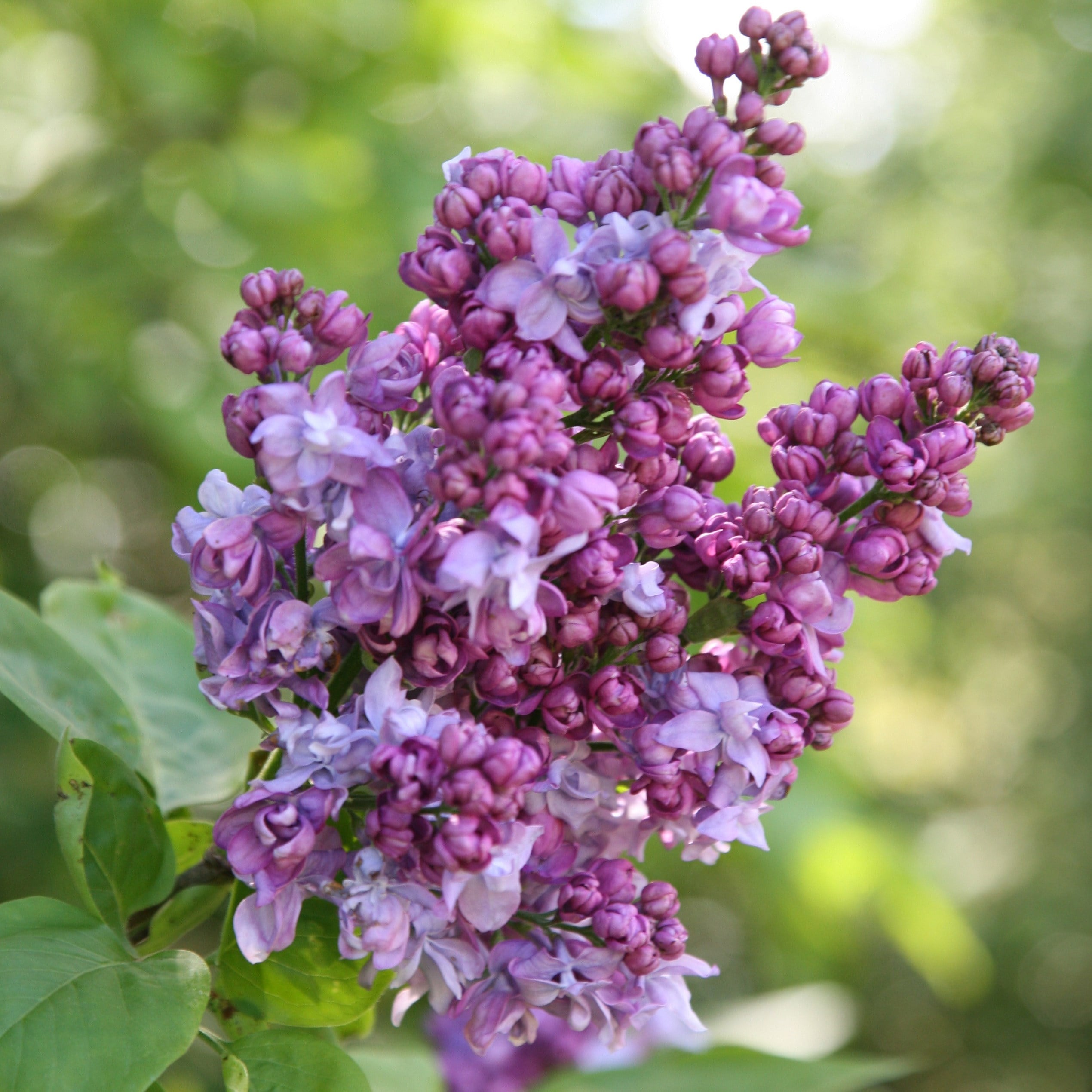 Syringa Vulgaris 'charles Joly'
