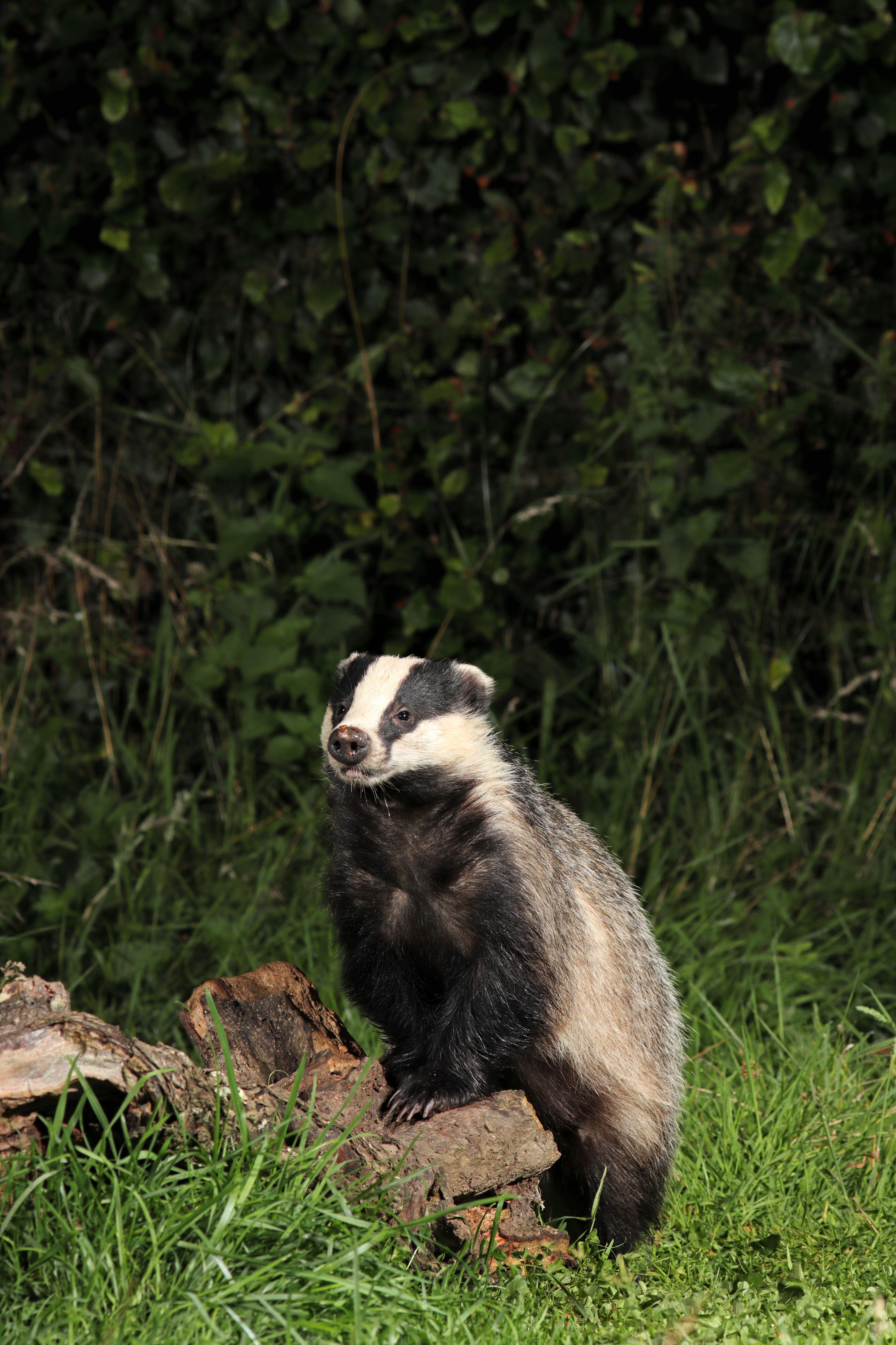Badger