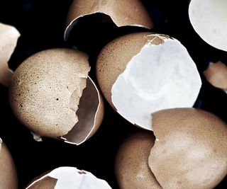Broken eggshells close-up