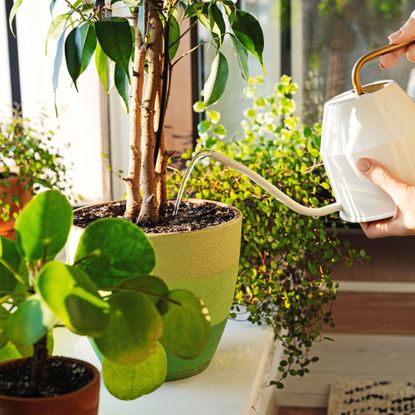 Watering houseplants on windowsill