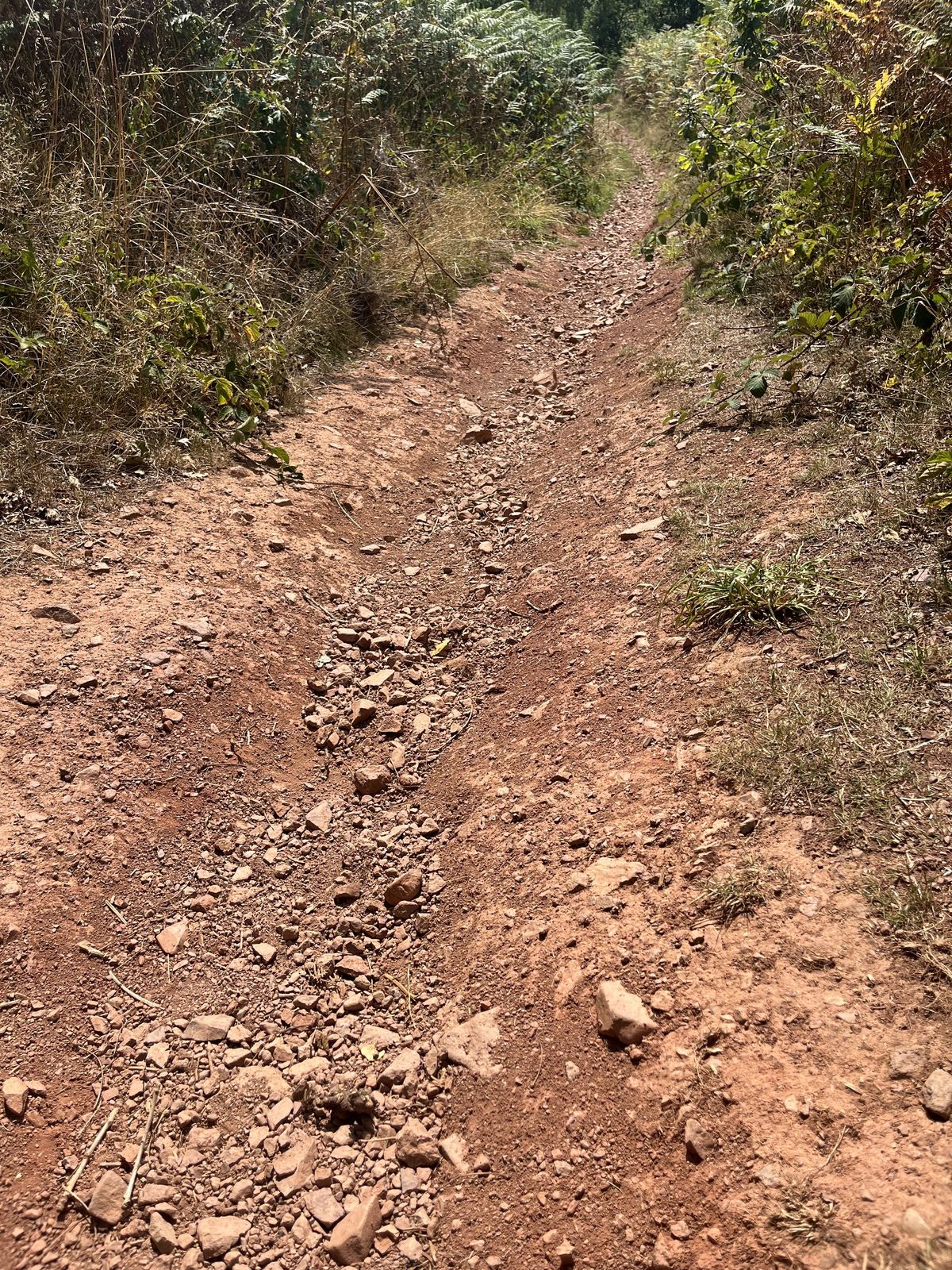 A gravel track flanked by ferns and bushes