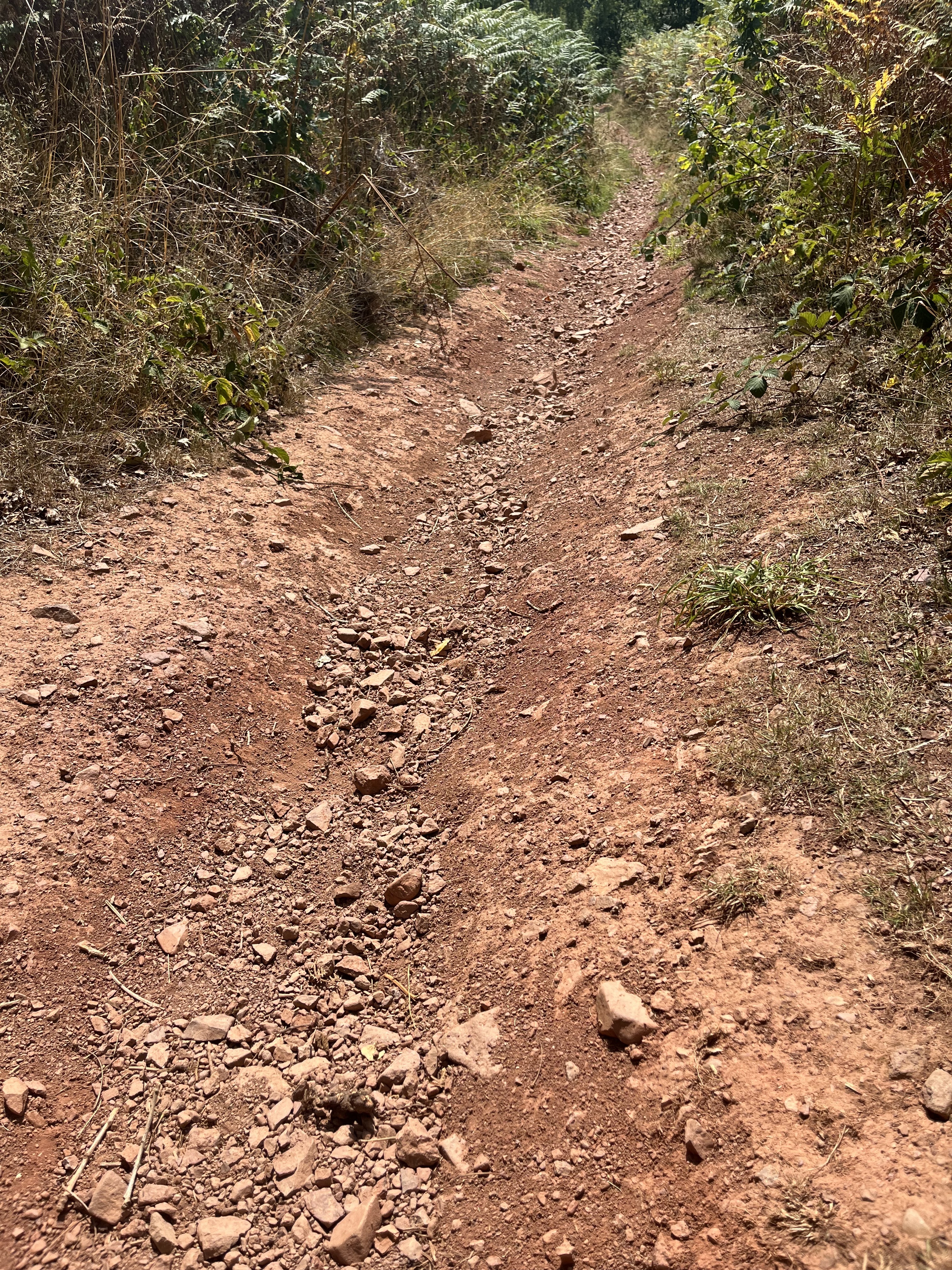 A gravel track flanked by ferns and bushes