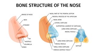 infographic shows labeled parts of the nose from the side, as seen with the skin and under the skin