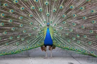 male peacocks