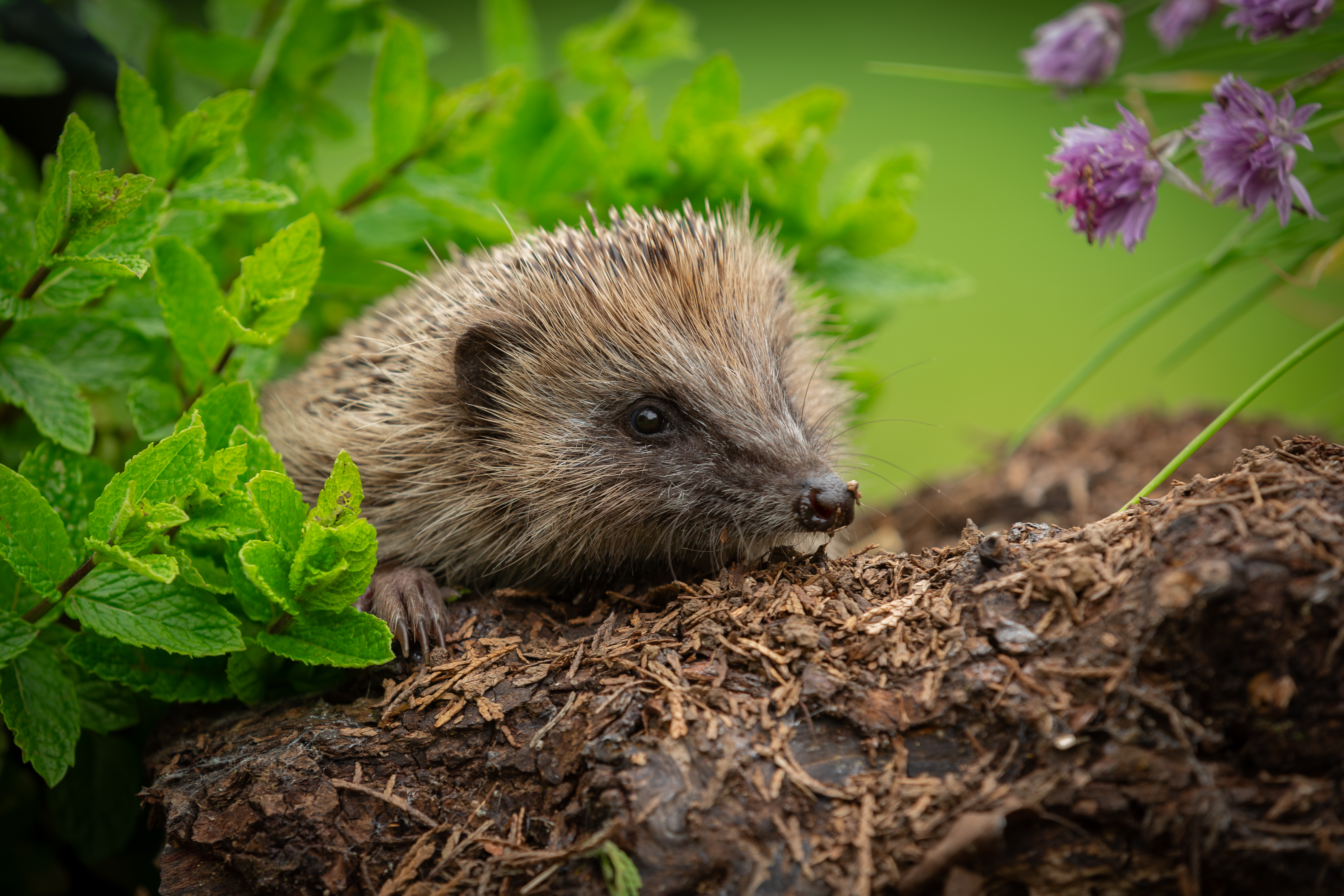 hedgehog