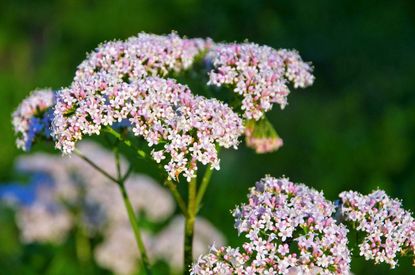 Growing Valerian Herbs - Information On Valerian Herb Uses And Care ...