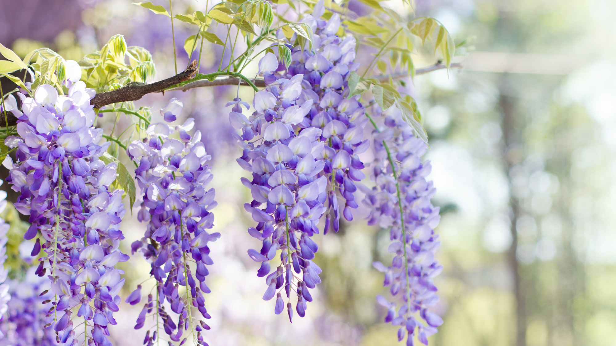Close up of wisteria flowers blooming in spring