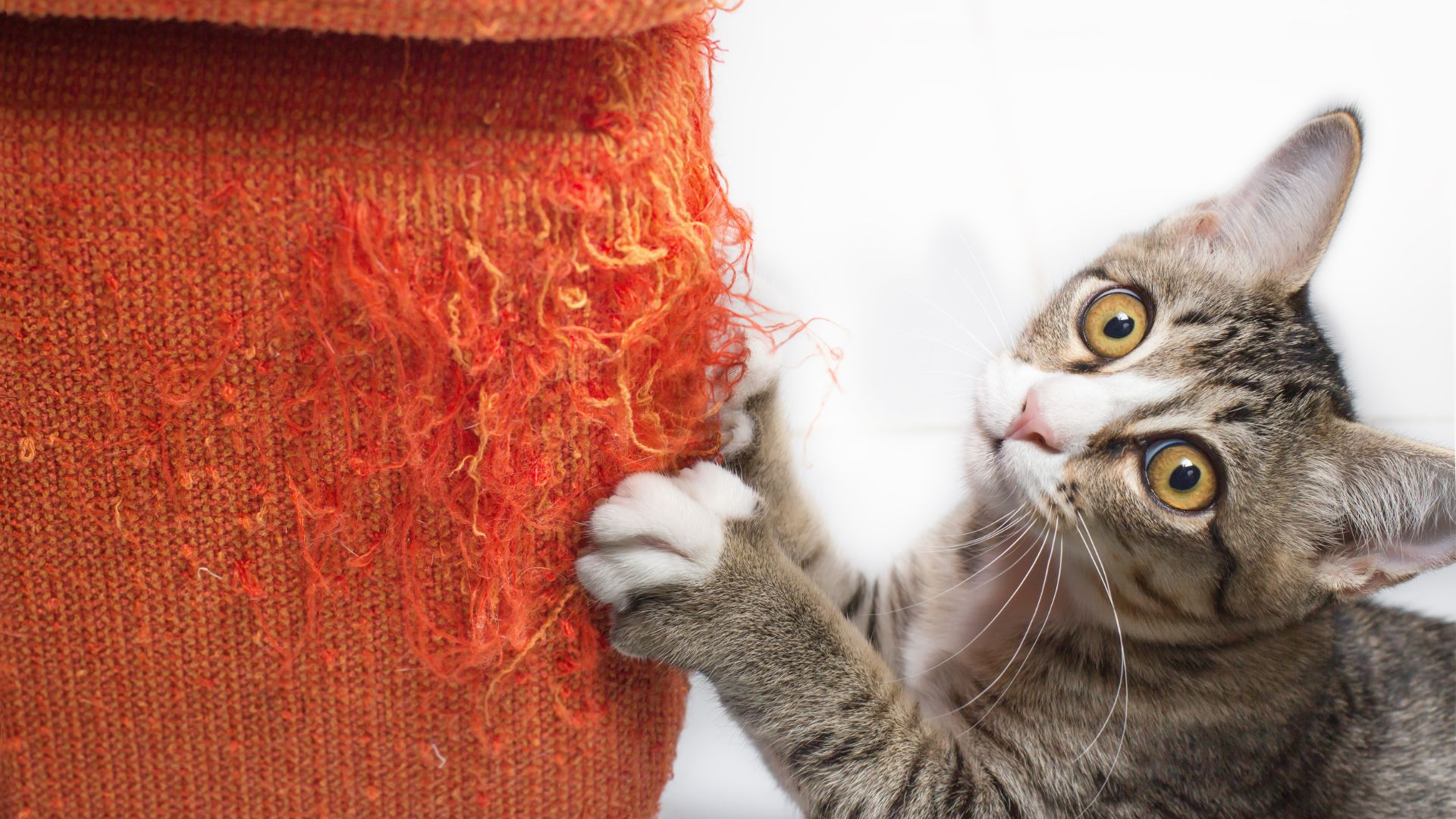 Cat scratching furniture