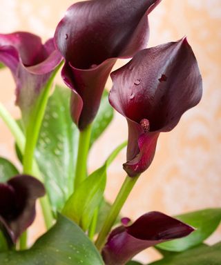 purple flowers of calla lily