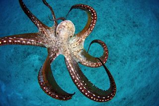 Wild Octopus