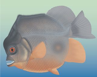 An artist's reconstruction of the piranha-like fish, showing off its crazy ferocious teeth. 