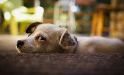 Though little dogs tend to live longer than larger breeds, they're also more prone to cardiovascular disease, according to a new study.