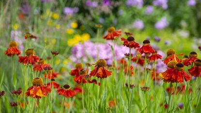 Bold red heleniums stand out against lavender and yellow flowers