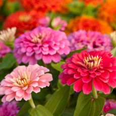 Colorful fast-growing flowers (zinnias) in the garden.