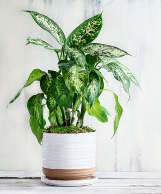 Dieffenbachia seguine in a white pot