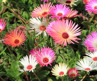 Bright daisy-like flowers