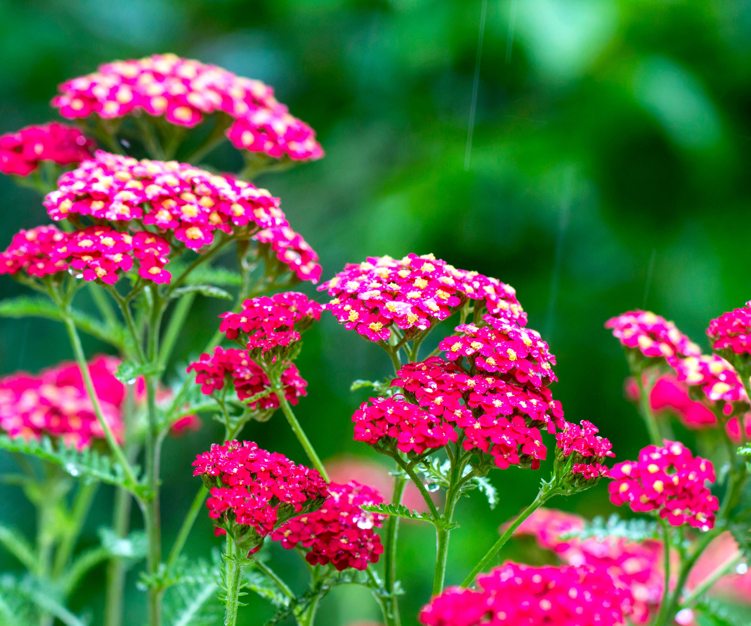yarrow plants with deep pink flower heads
