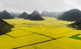 'Canola Fields, Luoping, Yunnan Province, China'