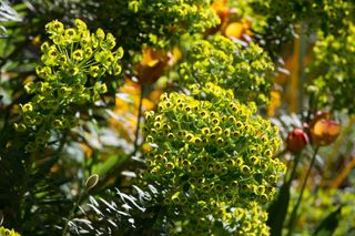 euphorbias in a spring garden