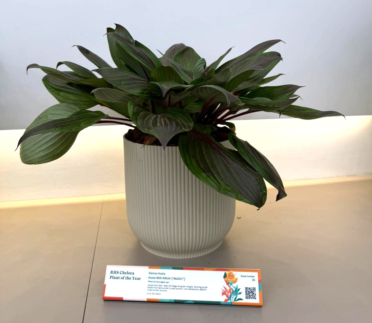 The first ever red hosta at RHS Chelsea Flower Show 2026