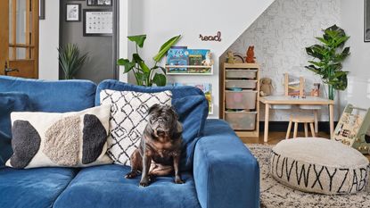 Living area painted light blue with teal blue velvet sofa and decorative novelty cushions