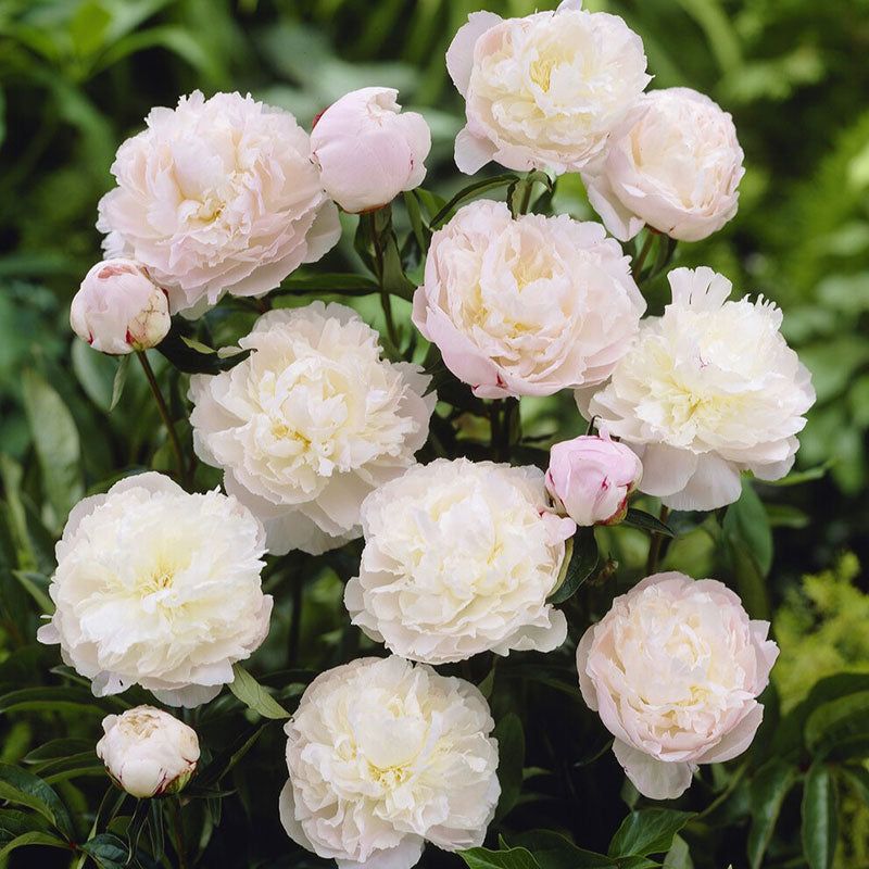 Peony Roots - Jumbo Shirley Temple
