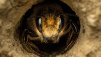 Close-up of a bee peeking out from a circular opening in a sandy nest. The bee's large eyes and fuzzy face are in sharp focus, conveying curiosity