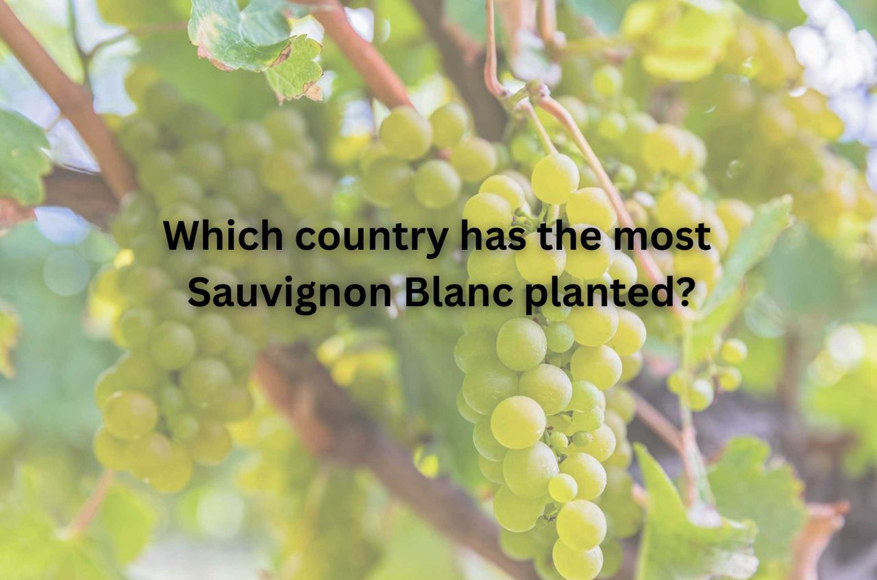 Sauvignon Blanc