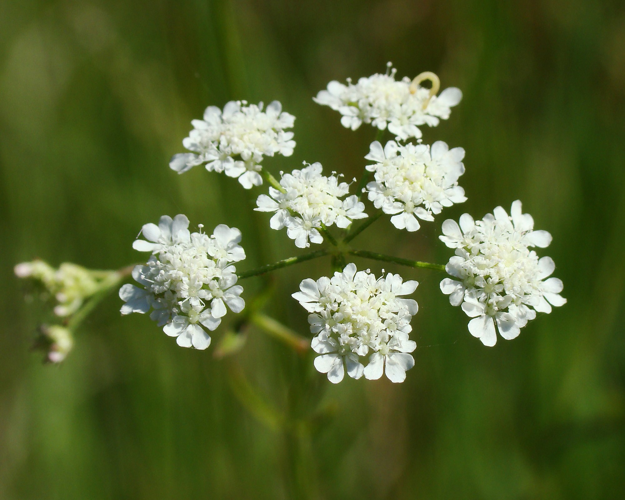 Close up of hedge parsley flowers &amp;ndash; Torilis arvensis