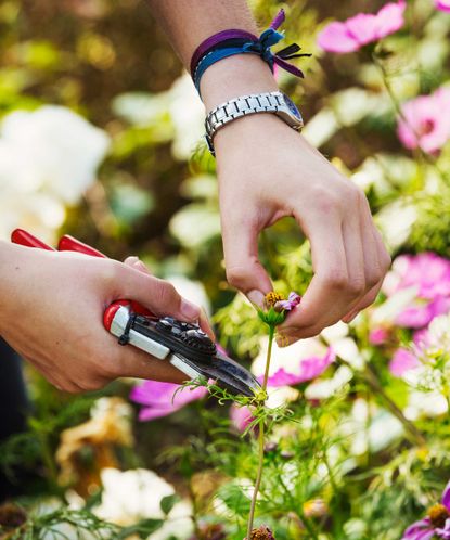 Bypass Vs Anvil Pruners – Which Is The Right Tool For You? | Gardeningetc