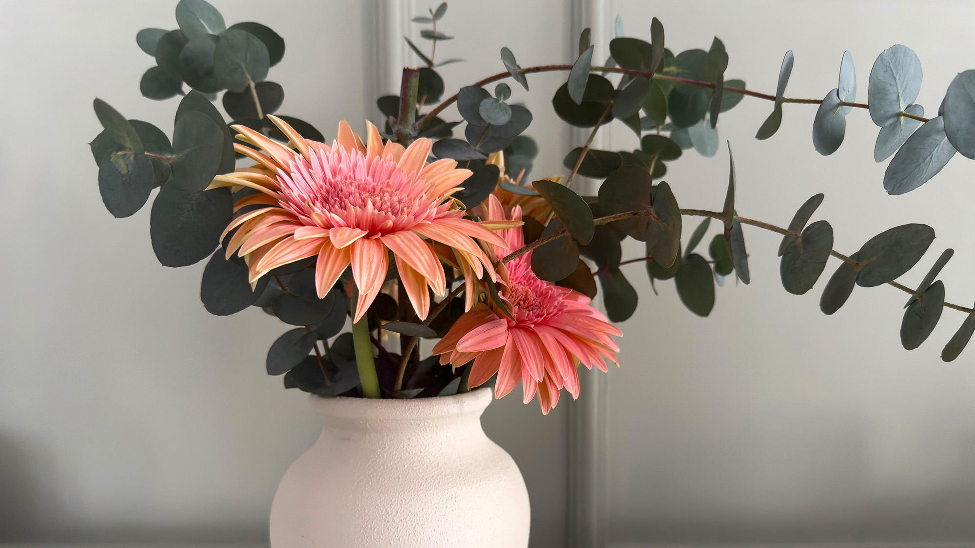 Pink gerbera daisies with eucalyptus leaves at home